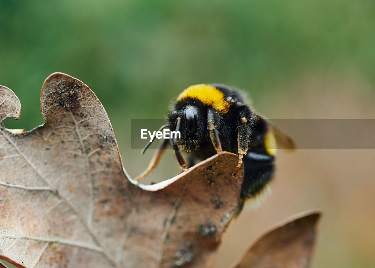 CLOSE-UP OF BEE POLLINATING ON A YELLOW FLOWER