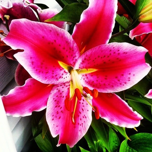 CLOSE-UP OF PINK FLOWERS