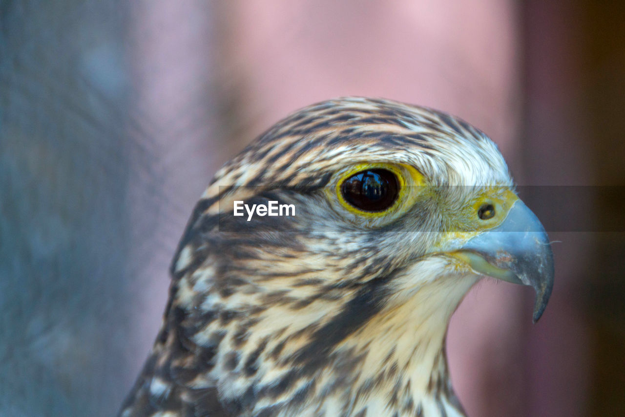 CLOSE-UP OF A OWL