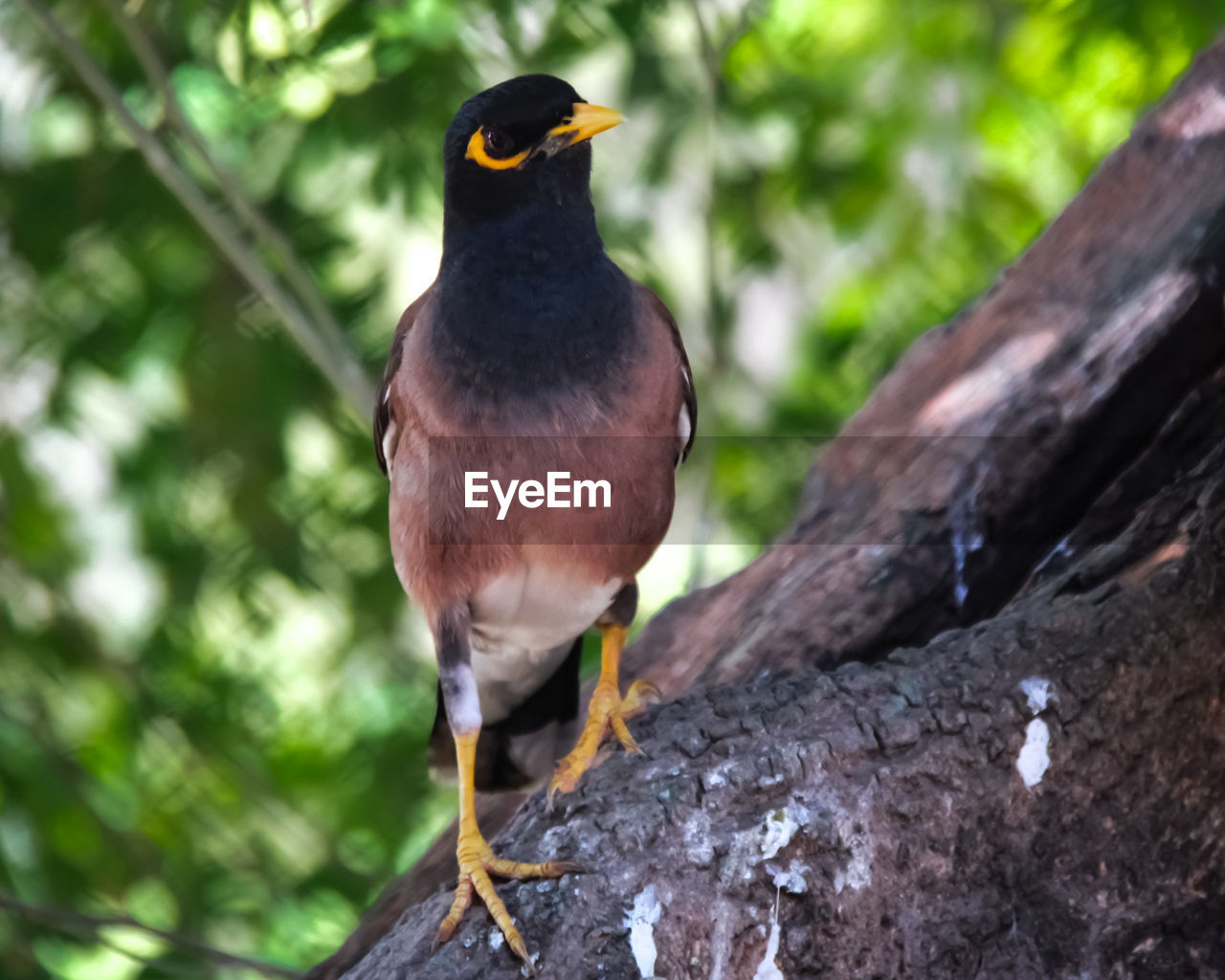 CLOSE-UP OF A BIRD PERCHING ON TREE