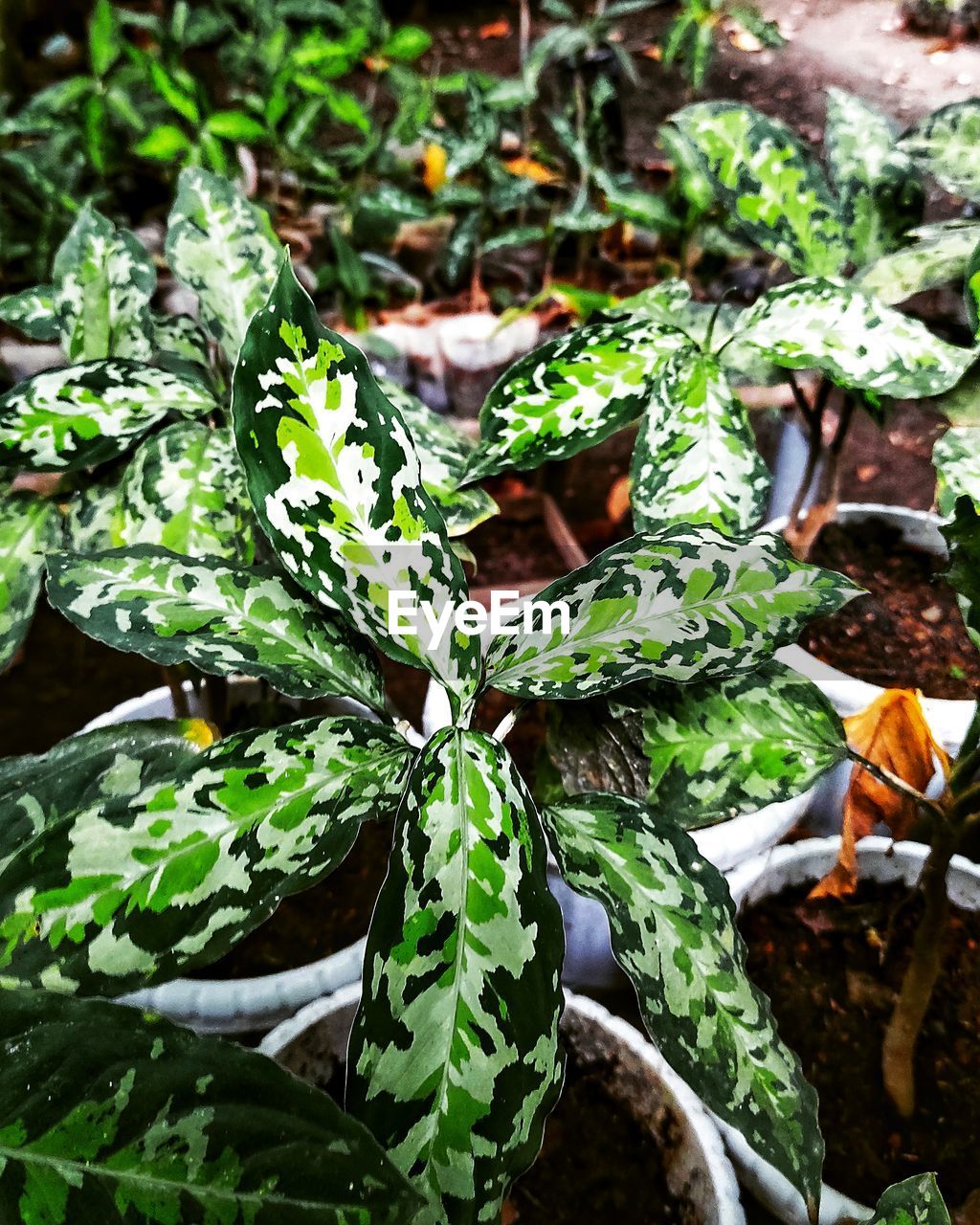 HIGH ANGLE VIEW OF SUCCULENT PLANTS ON FIELD