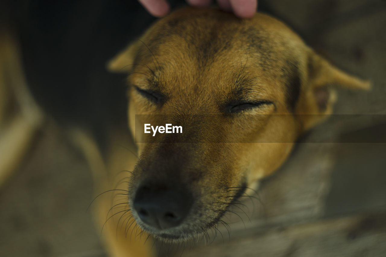 Close up portrait of shepherd dog brown and human hand petting his head