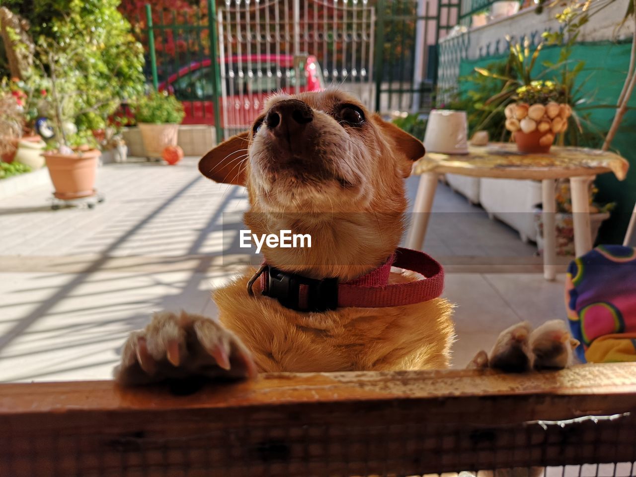 Dog sitting on table