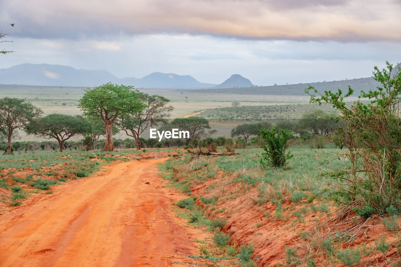 A dirt road in the panoramic savannah grassland landscapes of tsavo east national park in kenya
