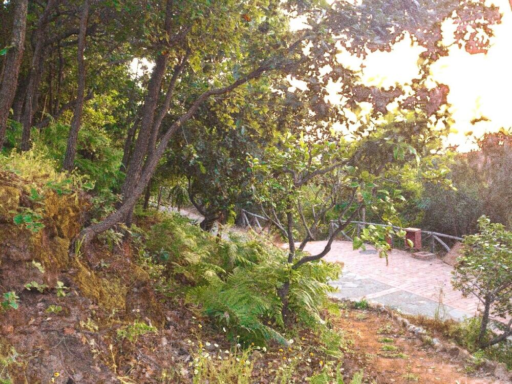 VIEW OF TREES IN FOREST