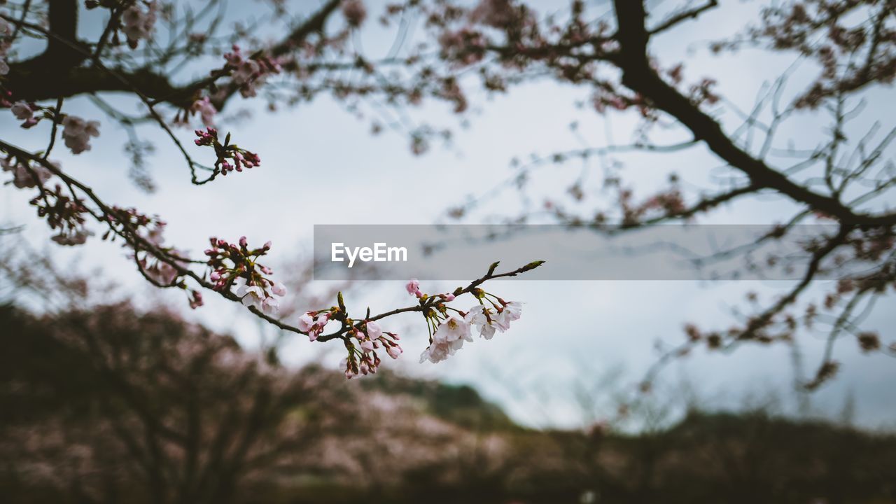 Cherry trees against sky