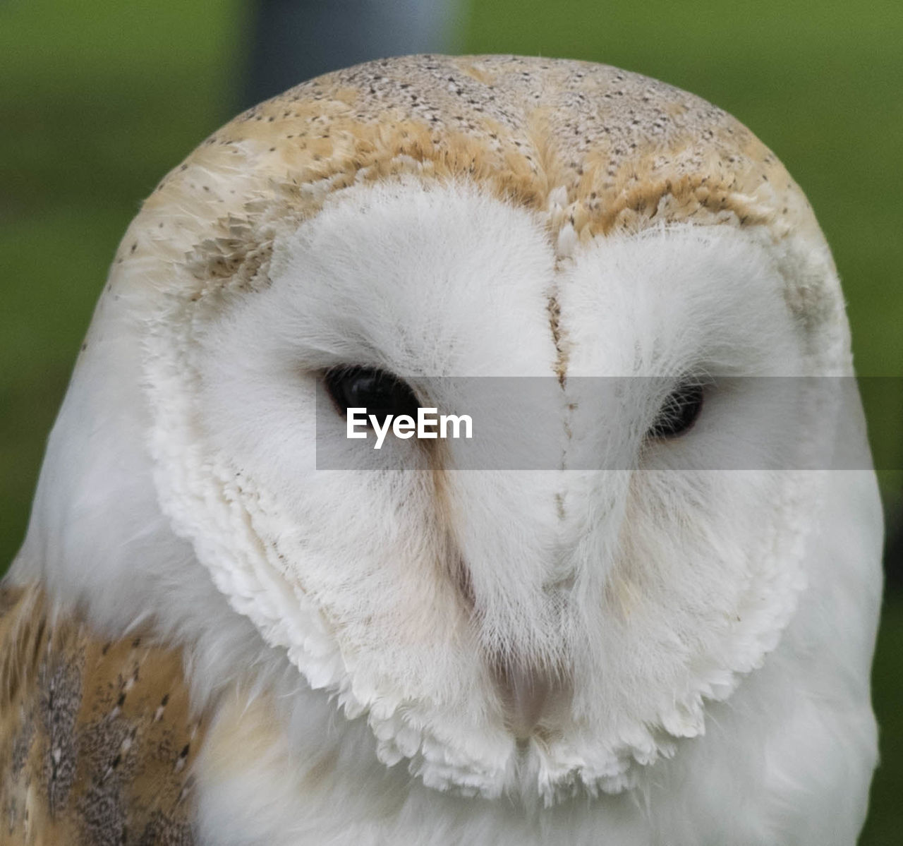 Close-up portrait of owl