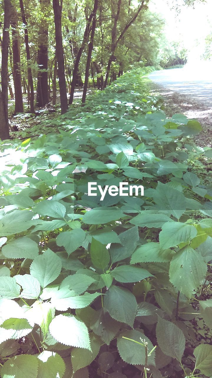 VIEW OF TREES IN FOREST