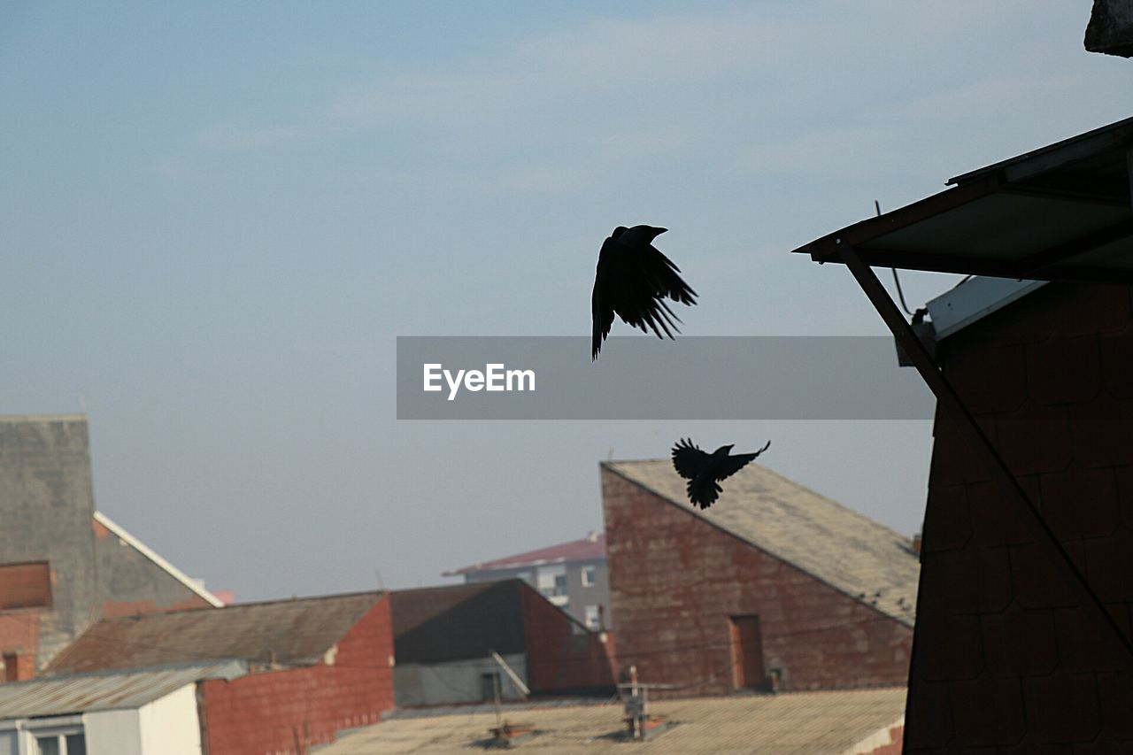 LOW ANGLE VIEW OF BIRD FLYING IN SKY