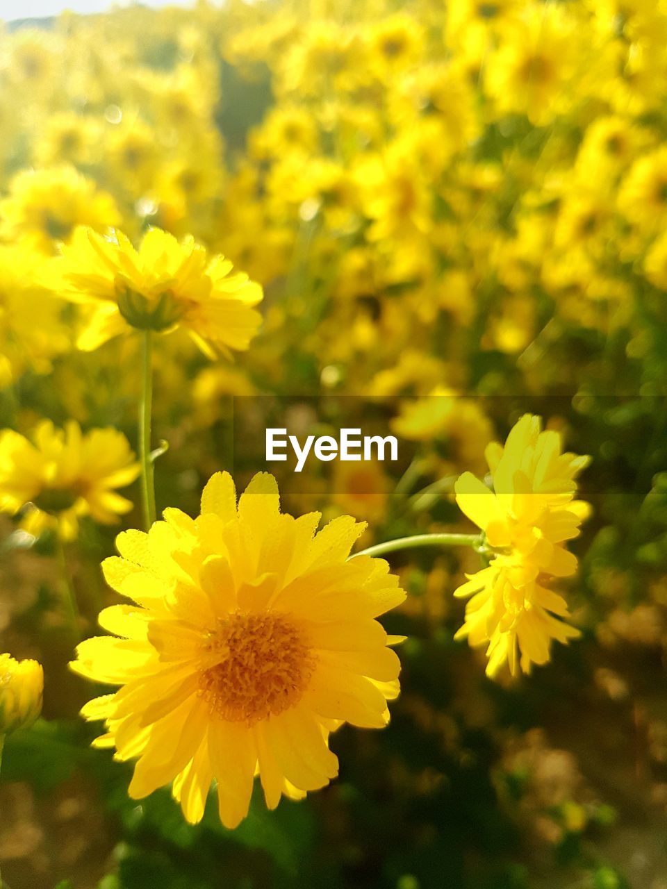 CLOSE-UP OF YELLOW FLOWERING PLANTS ON LAND