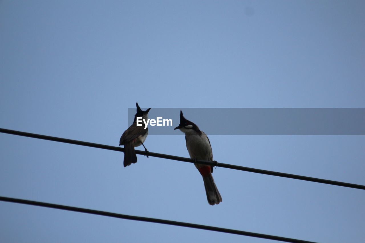 LOW ANGLE VIEW OF BIRDS ON CABLE AGAINST CLEAR SKY