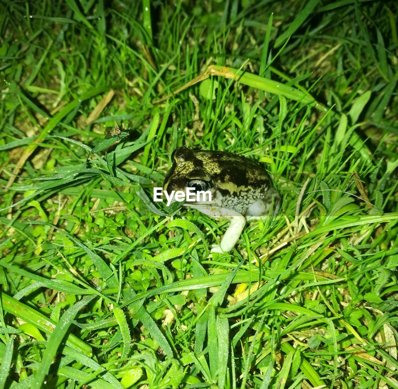 HIGH ANGLE VIEW OF GREEN LIZARD ON FIELD