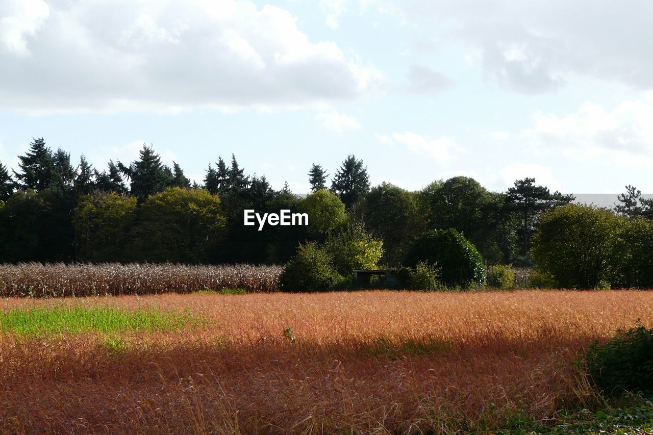 SCENIC VIEW OF FARM AGAINST SKY