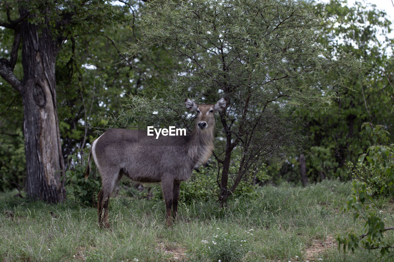 animal, animal themes, plant, mammal, tree, animal wildlife, wildlife, deer, one animal, nature, land, no people, grass, standing, domestic animals, field, growth, day, forest, full length, outdoors, side view, green, herbivorous, antelope, beauty in nature