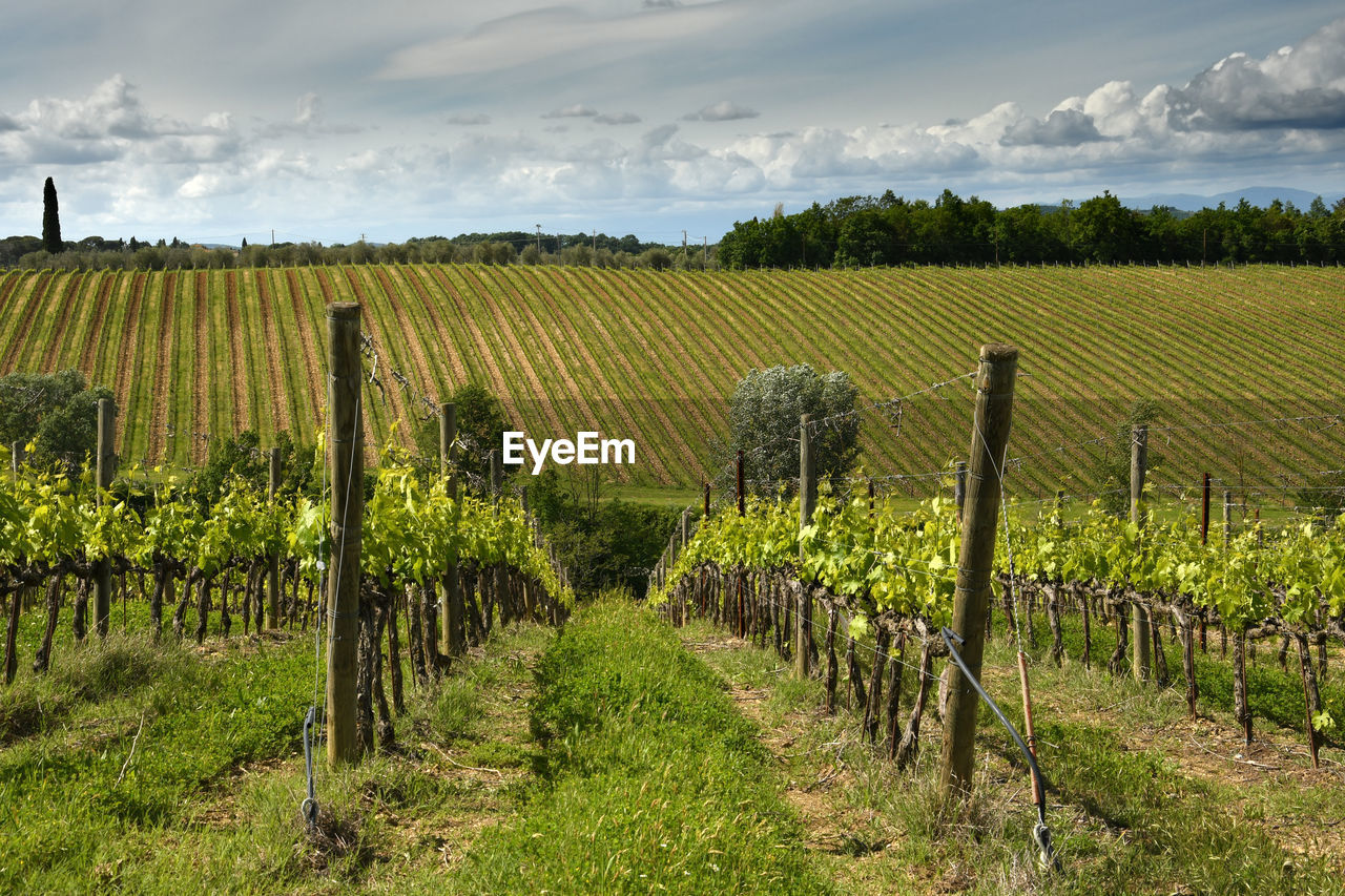 VIEW OF VINEYARD AGAINST SKY