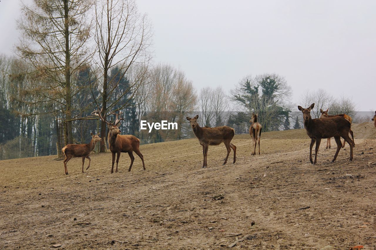 Herd of deer on field against clear sky