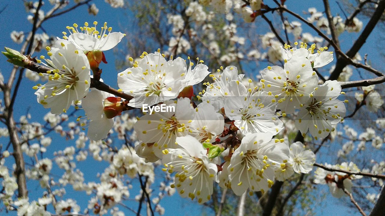 LOW ANGLE VIEW OF CHERRY BLOSSOM