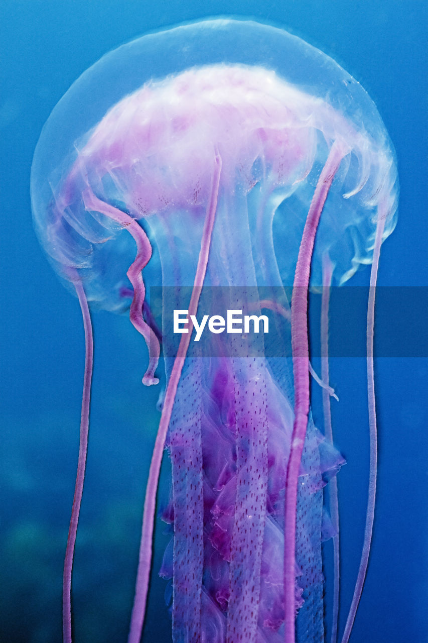A colorful jellyfish (pelagia noctluca) in the channel islands, ca