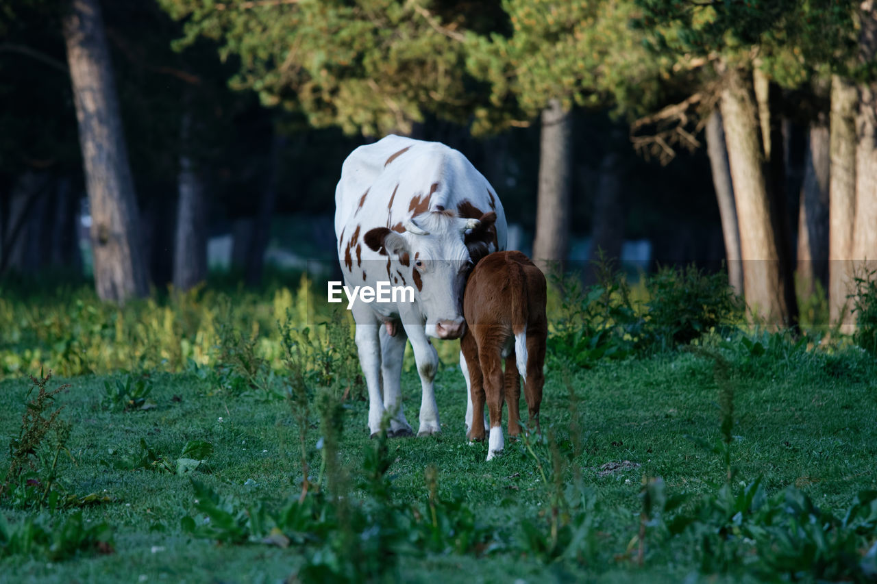 Cow and calf in the forest