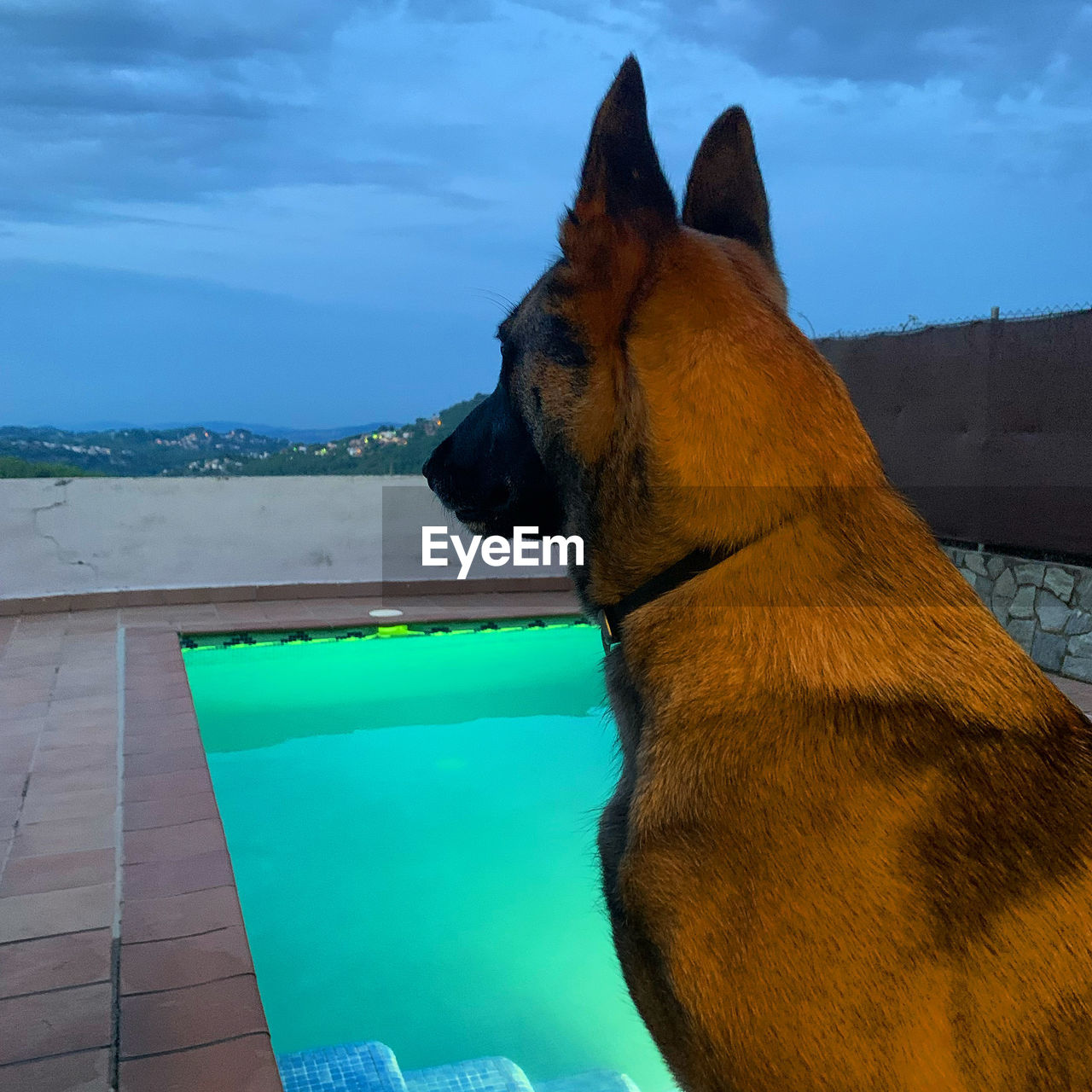 DOG LOOKING AT SWIMMING POOL