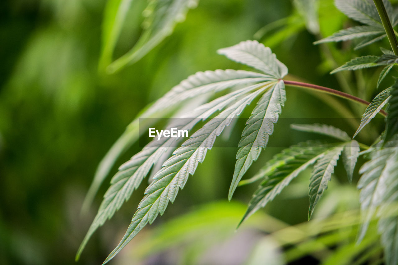 CLOSE-UP OF FRESH GREEN LEAF