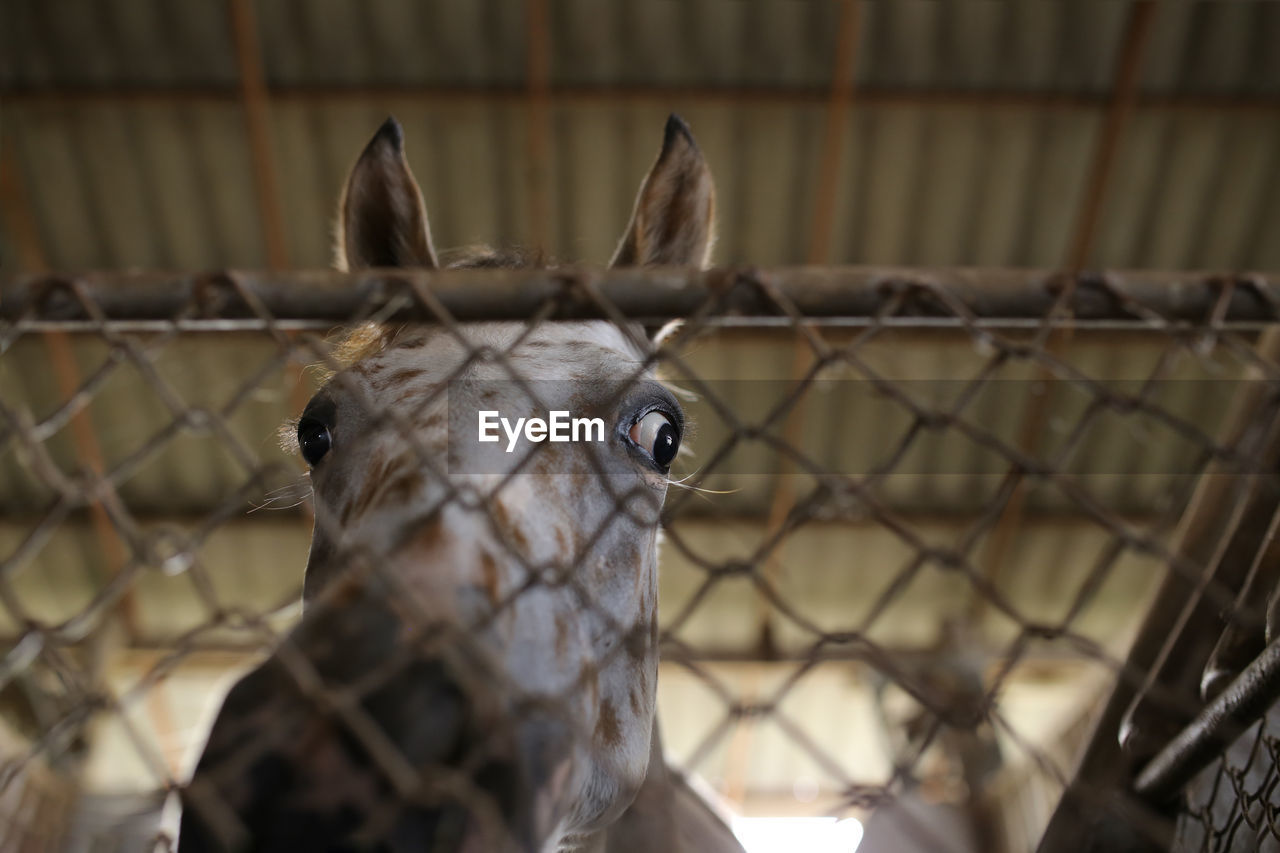 Low angle view of horse standing in stable