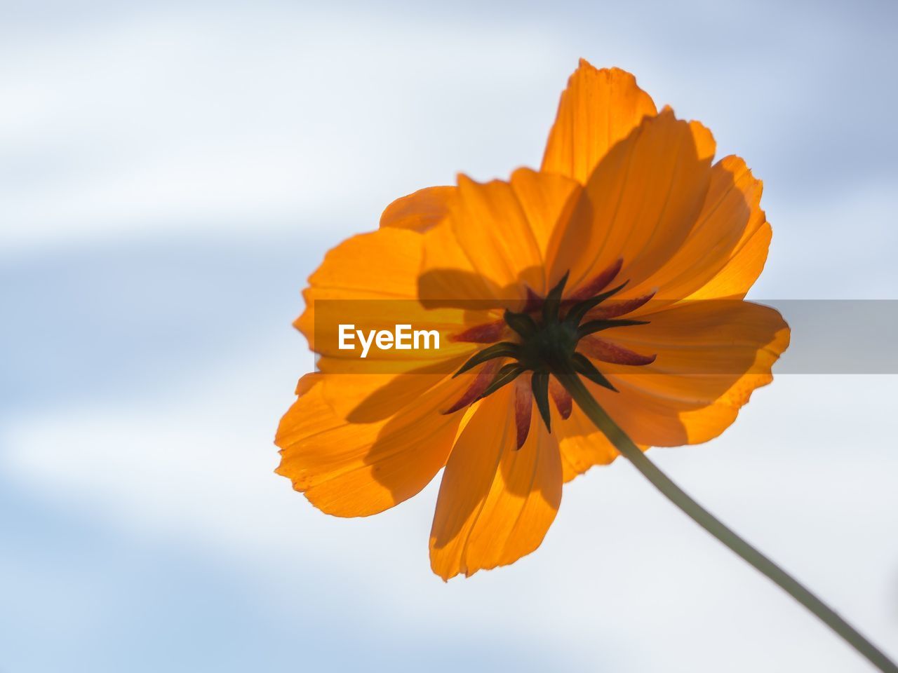 Close-up of yellow flower