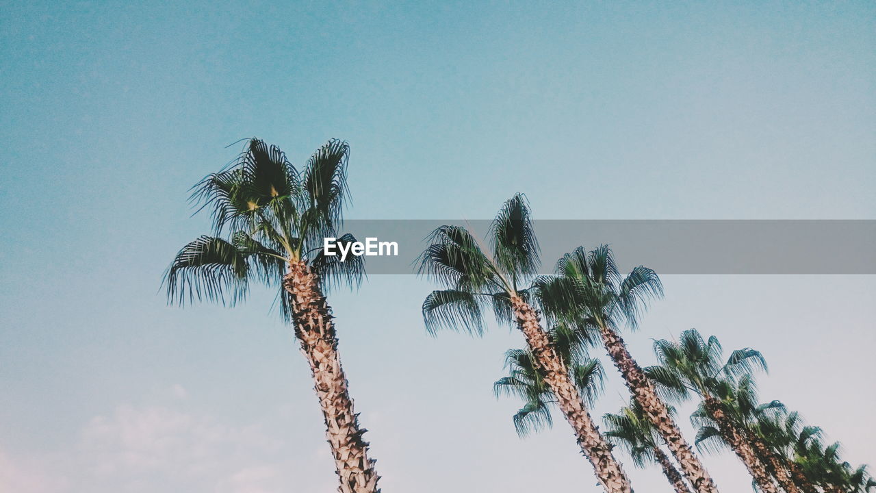 Low angle view of tall palm trees against clear sky