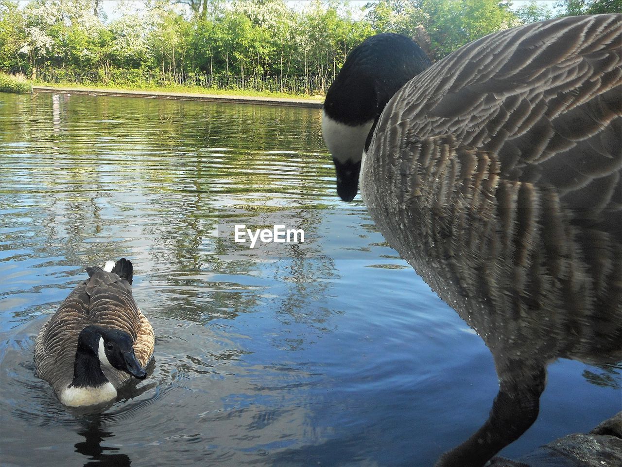 TWO BIRDS IN LAKE