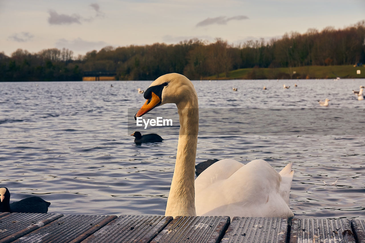 SWANS SWIMMING ON LAKE