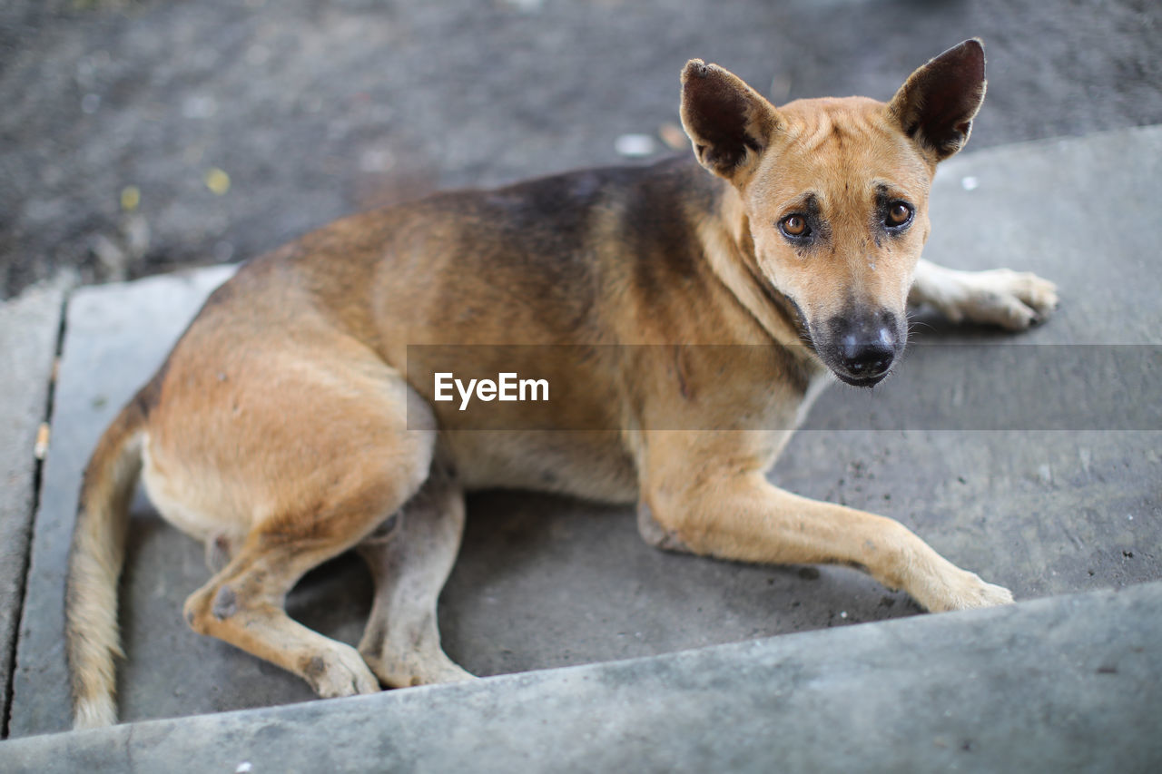 HIGH ANGLE VIEW PORTRAIT OF DOG RESTING ON FOOTPATH