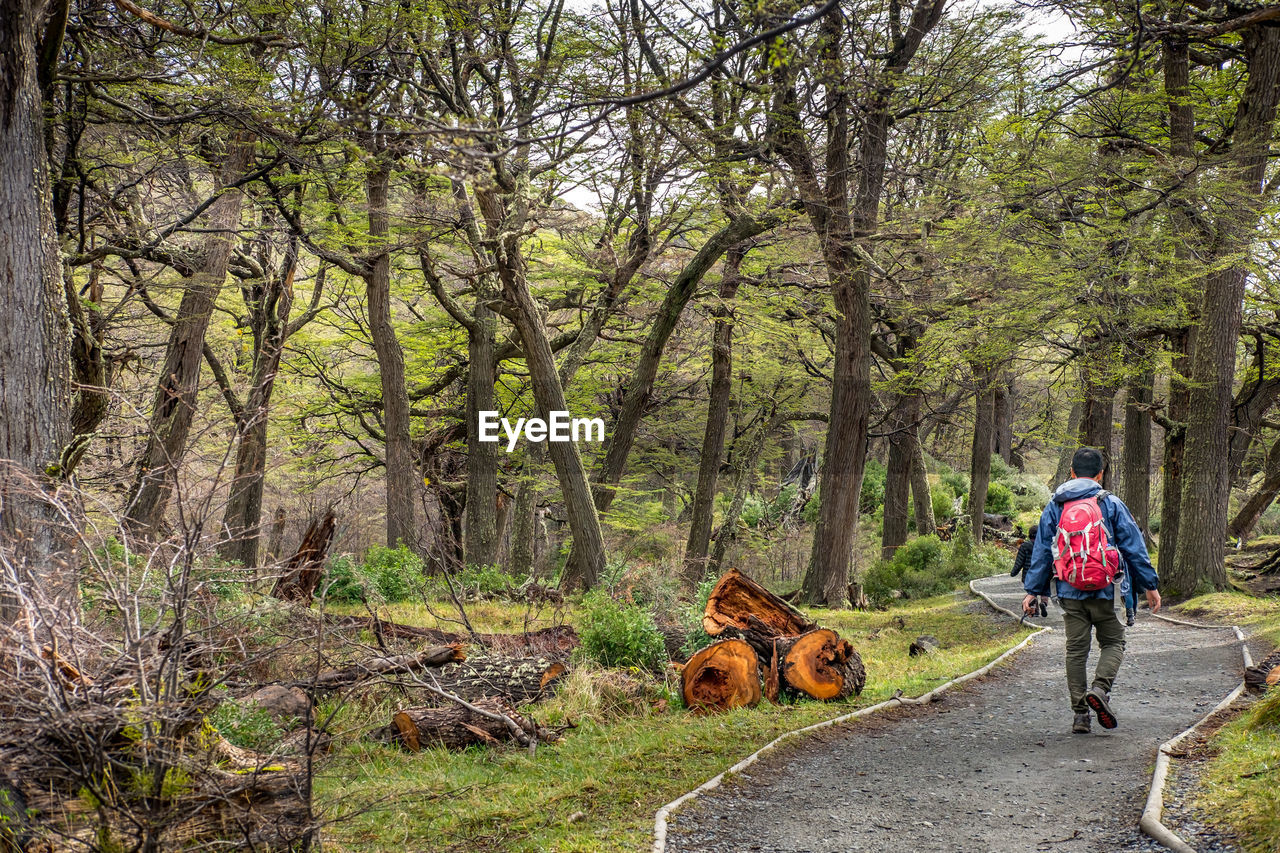 REAR VIEW OF MAN WALKING ON ROAD AMIDST TREES