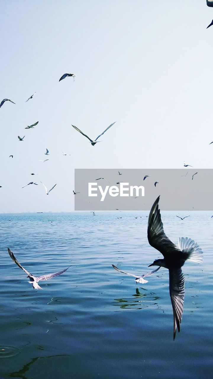 Seagulls flying over sea against sky