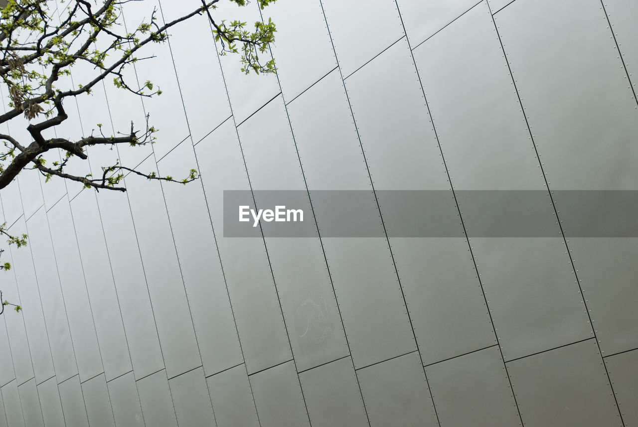 Low angle view of tree against clear sky