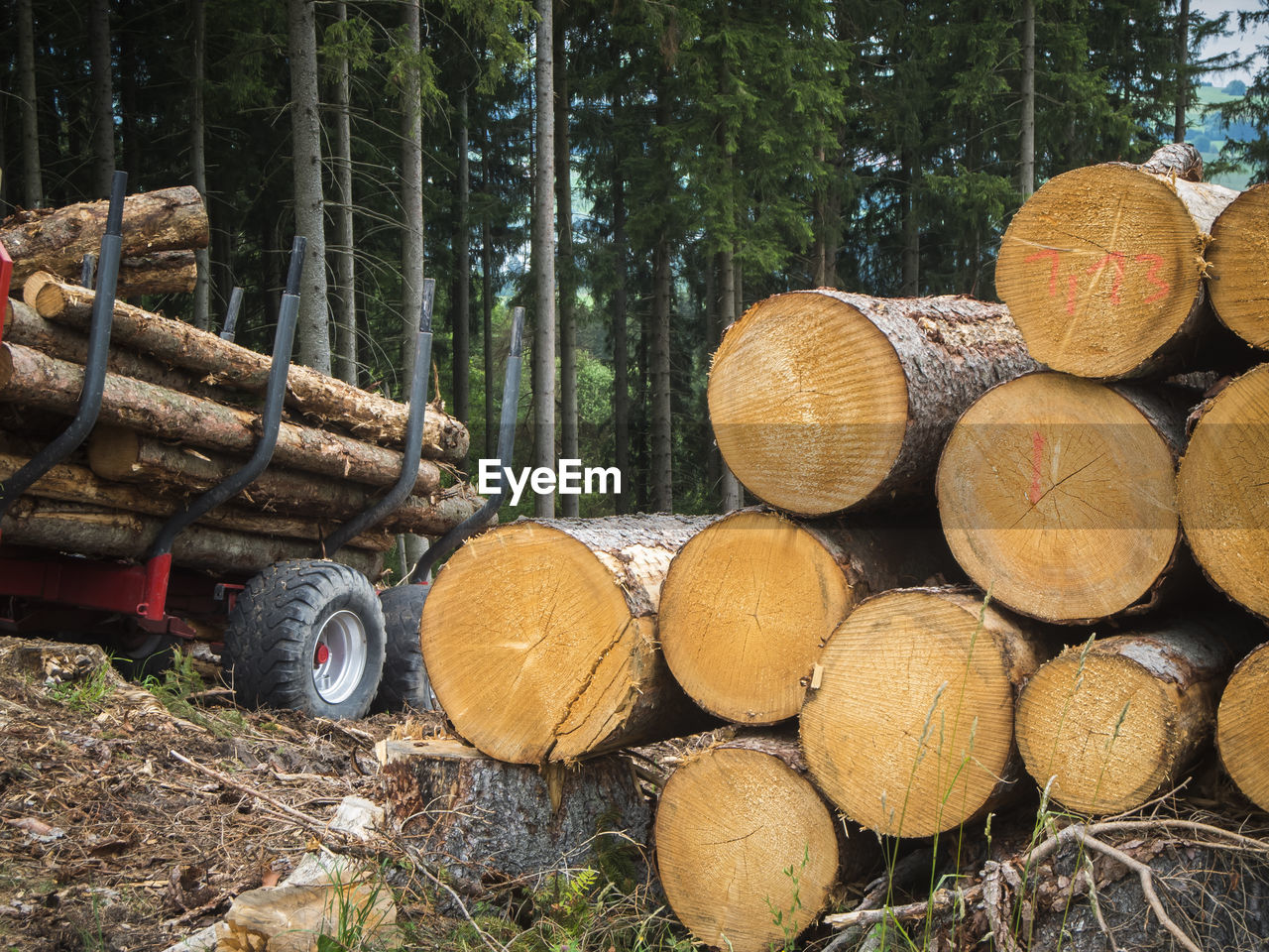 Wide-angle close-up view of a timber loading area in a forest in bavaria.