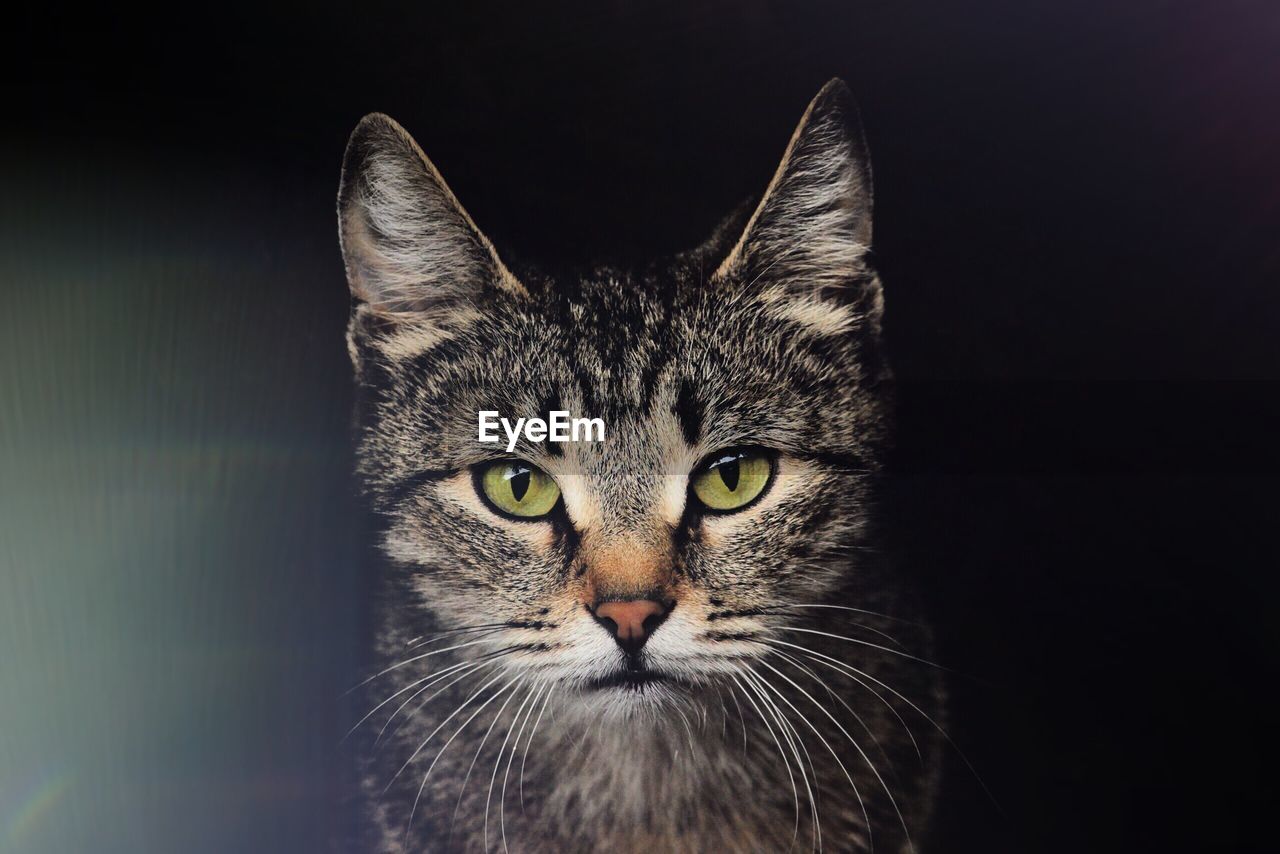 CLOSE-UP PORTRAIT OF A CAT