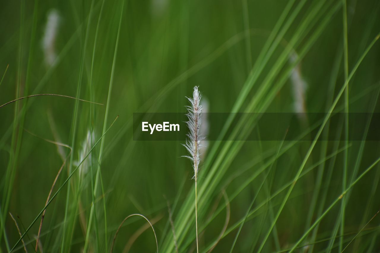 Close-up of stalks in field