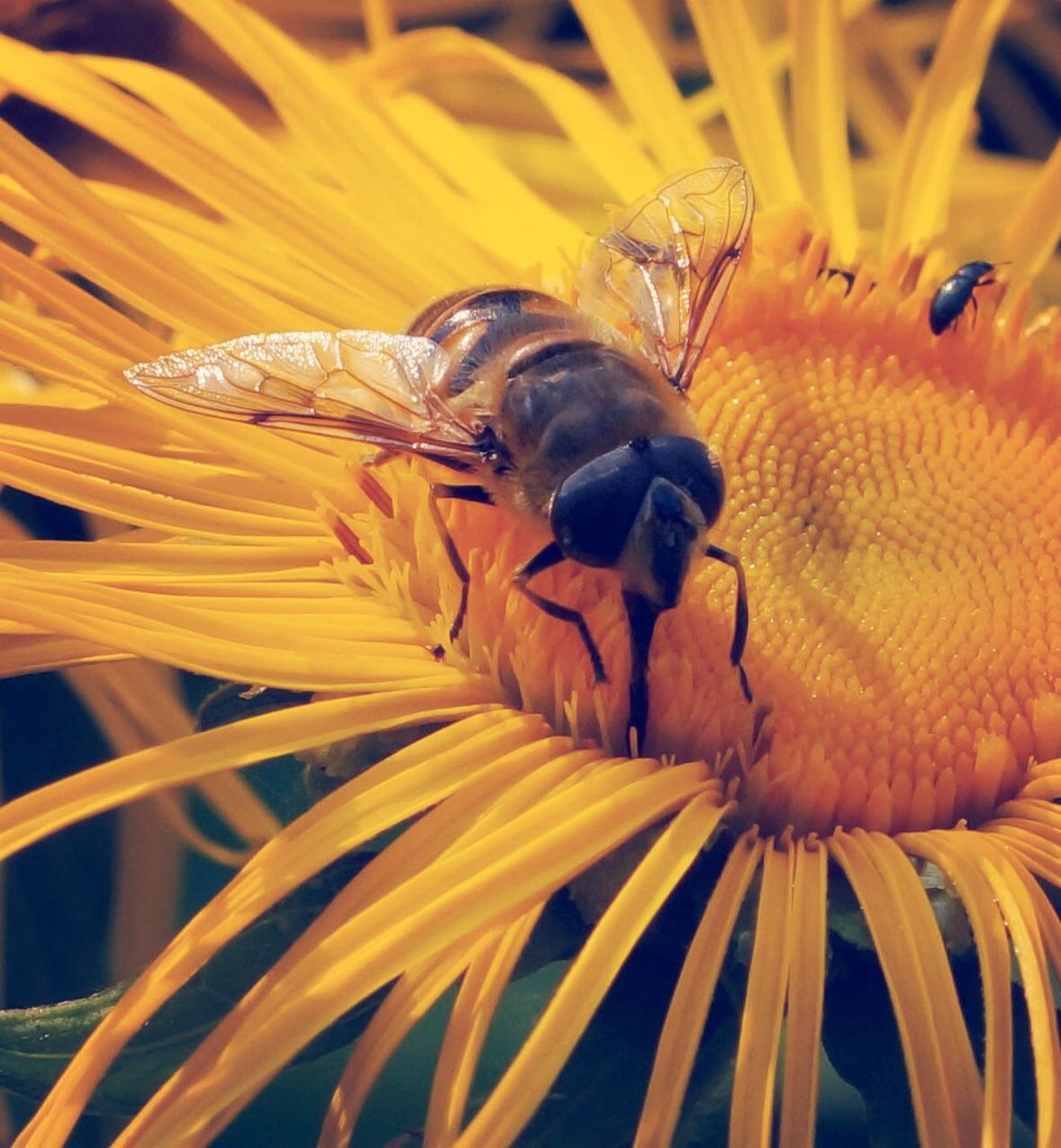 Close-up of honey bee on yellow flower