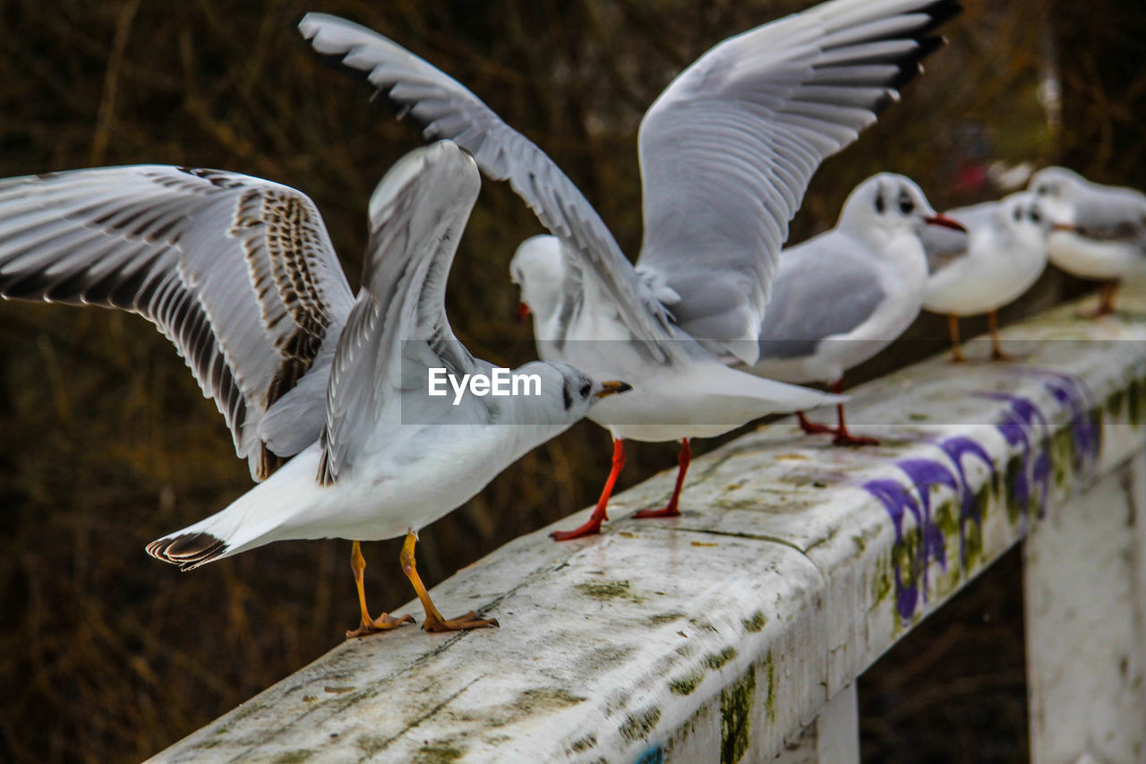 CLOSE-UP OF BIRDS ON GROUND