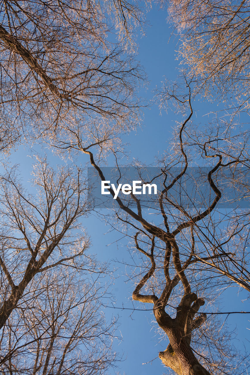 Low angle view of tree against sky