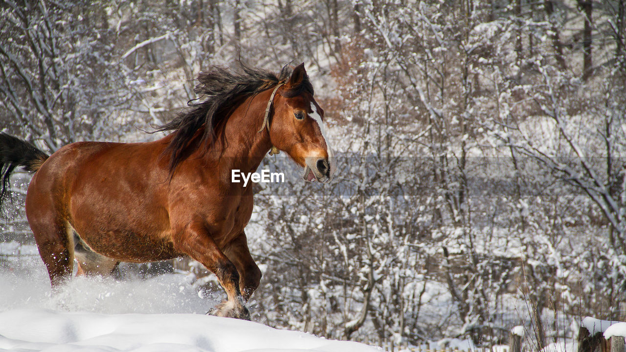 Horse running in snow