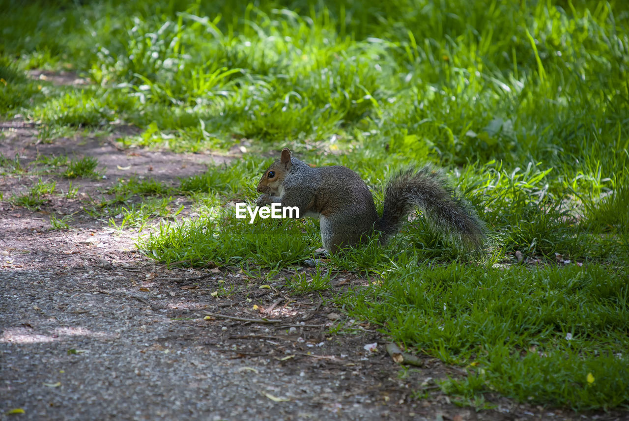 Side view of squirrel on field