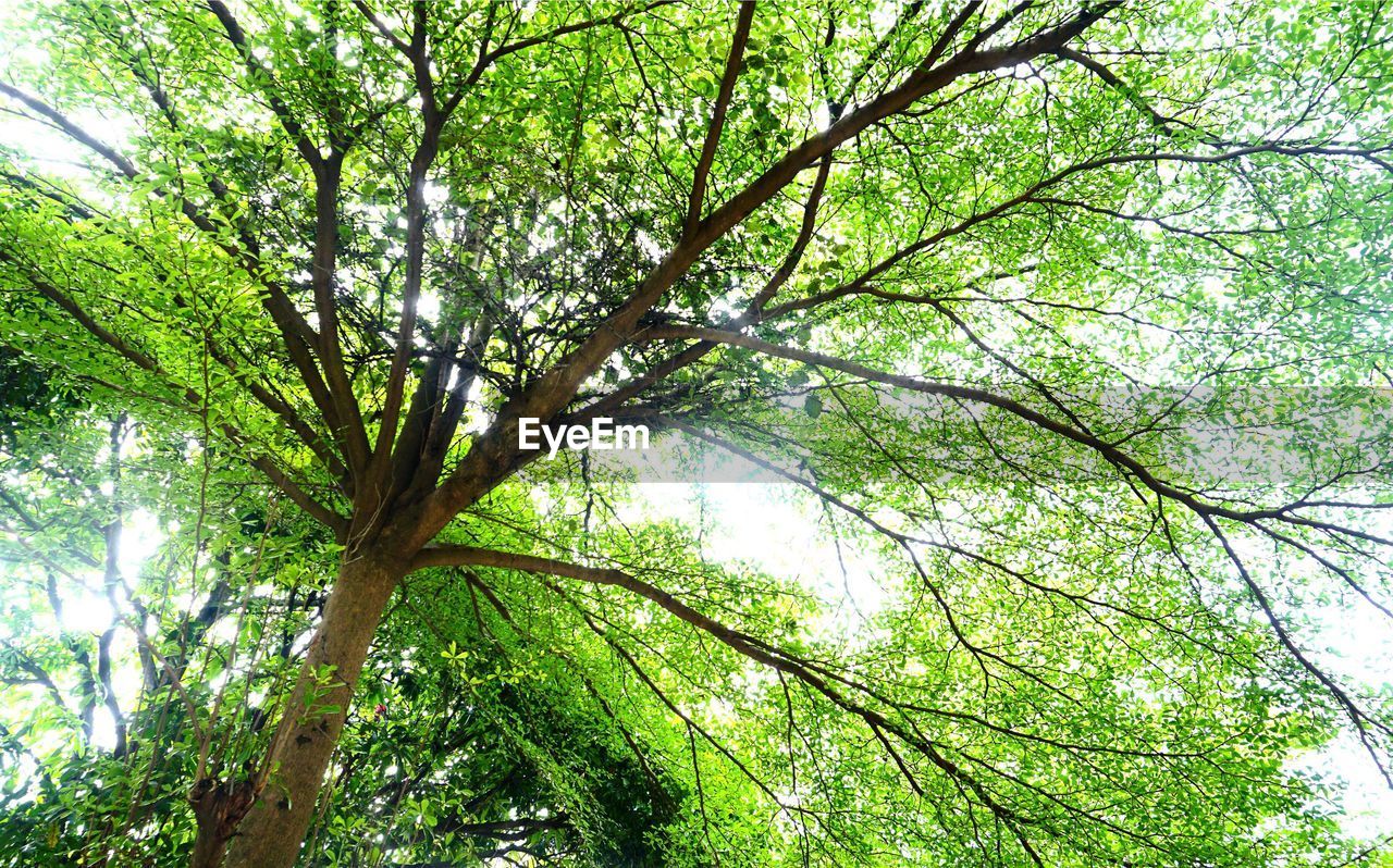 LOW ANGLE VIEW OF TREE BRANCHES