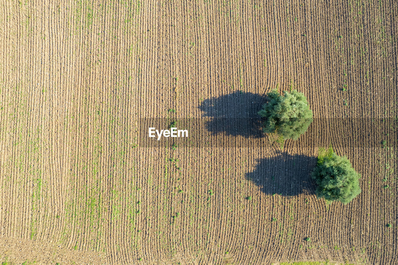 Olive trees in a on plowed ploughed agriculture field. land ready for cultivation