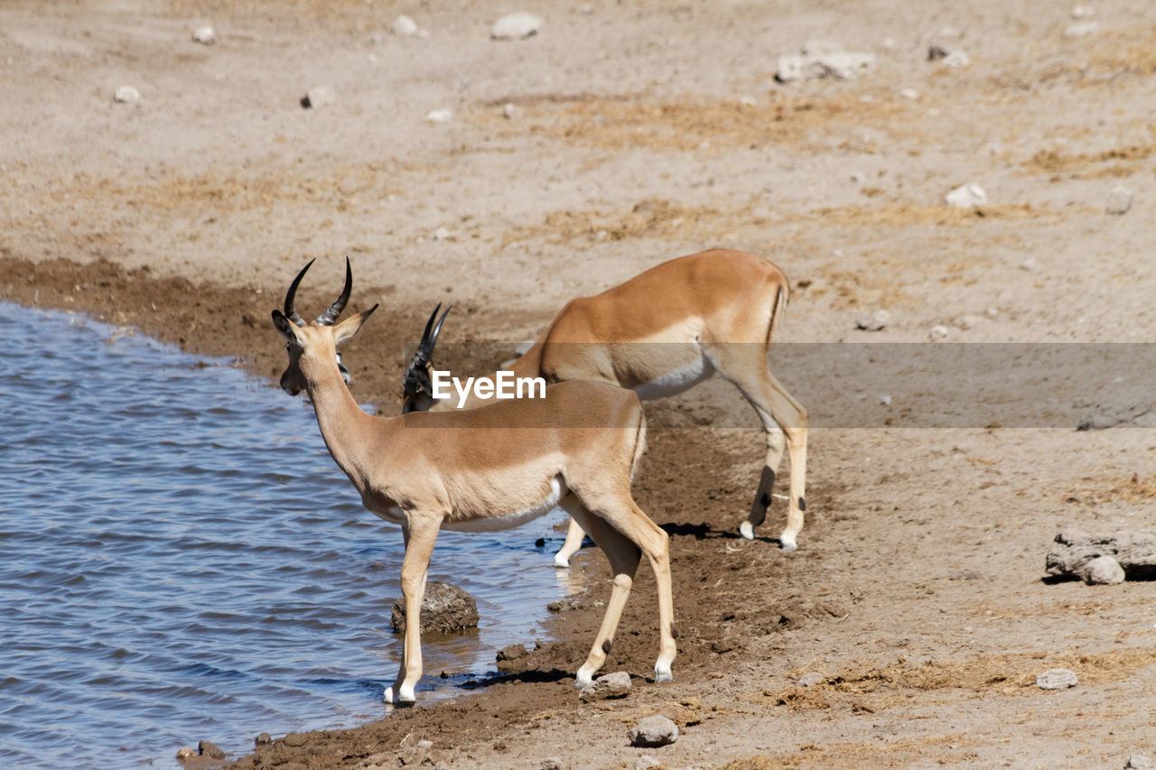 Young male impala at waterhole in etosha