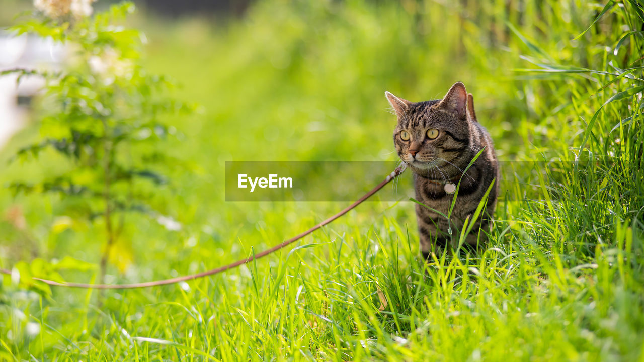 close-up of cat on grassy field