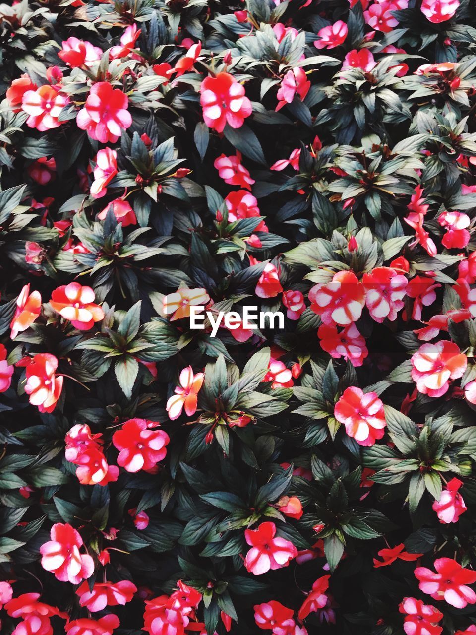 High angle view of red flowering plants