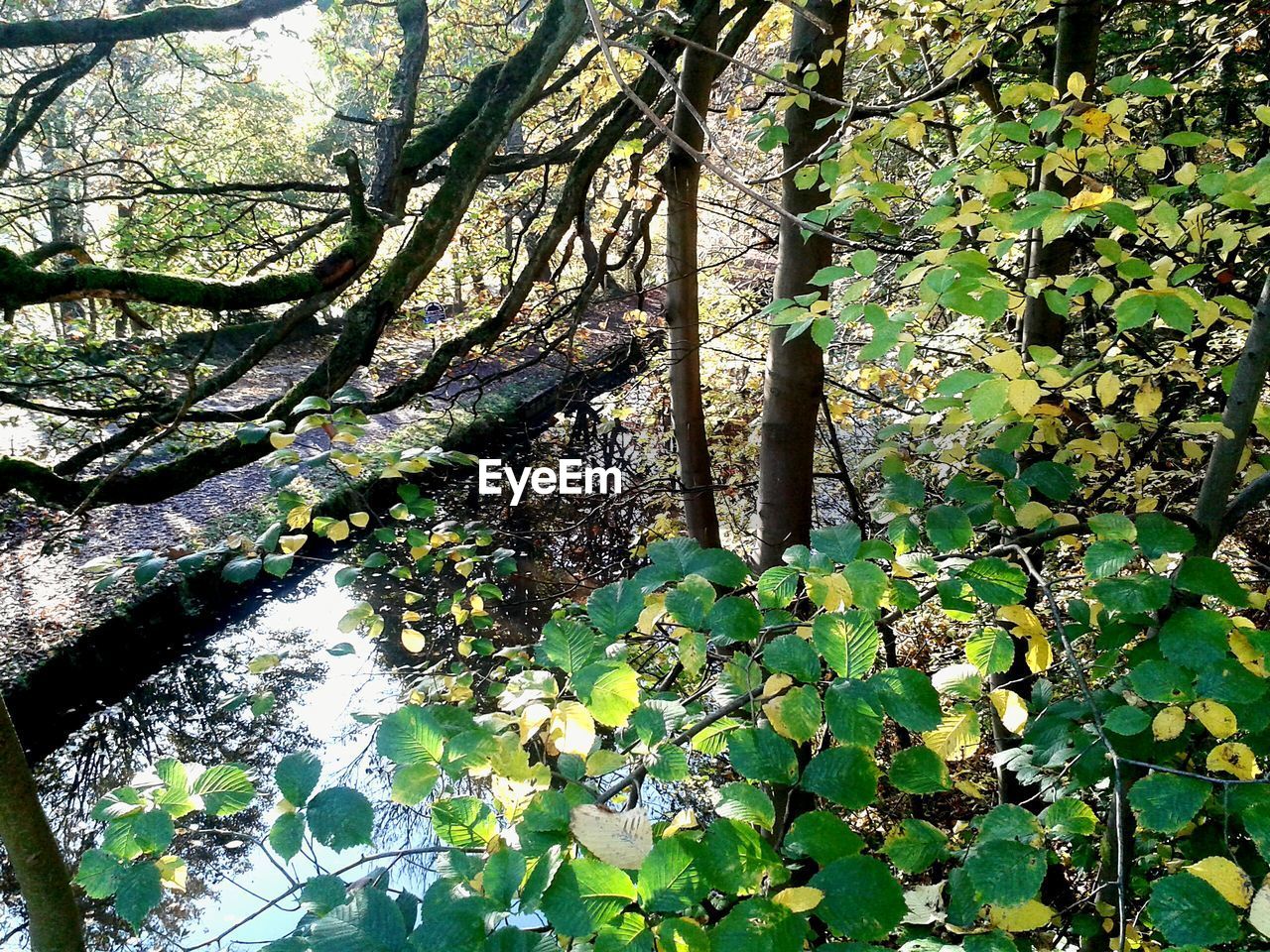 Trees by canal during autumn