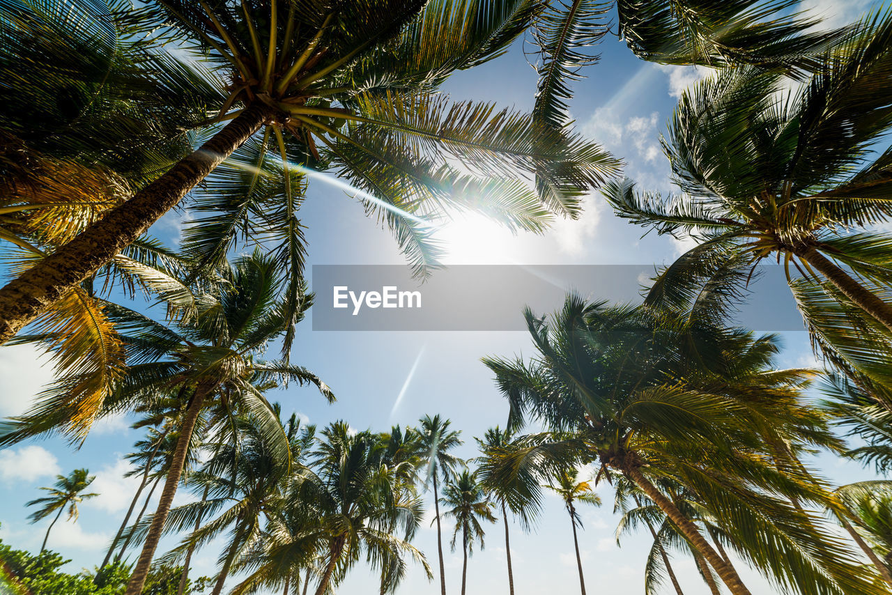 LOW ANGLE VIEW OF PALM TREE AGAINST SKY