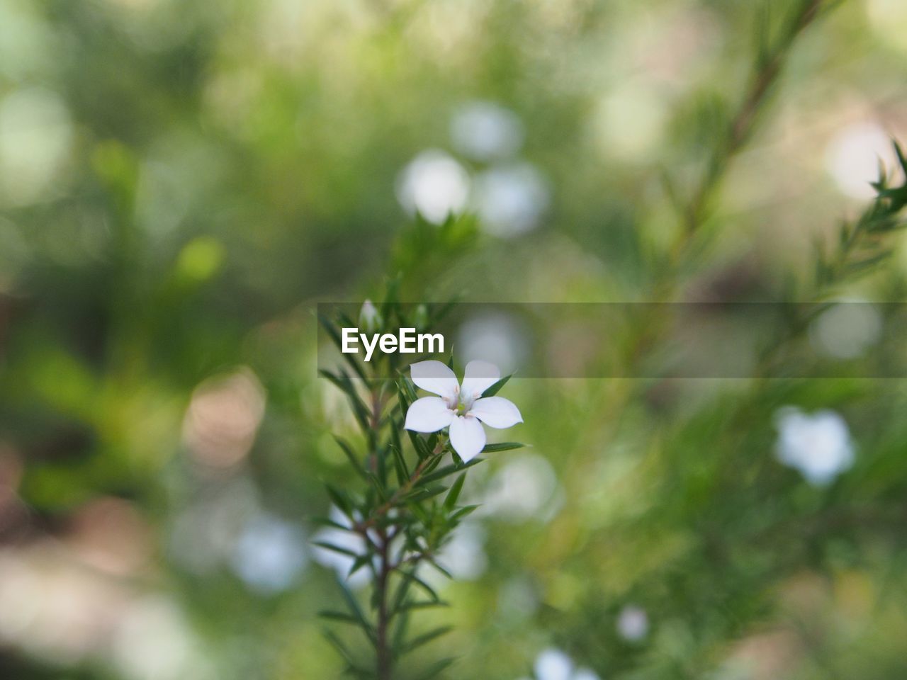 Close-up of white flower growing on field